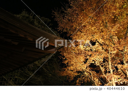 紅葉 紅葉 40444610