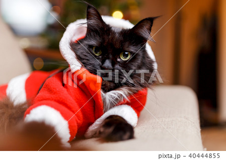 Photo of New Year's cat in Santa's costume 40444855