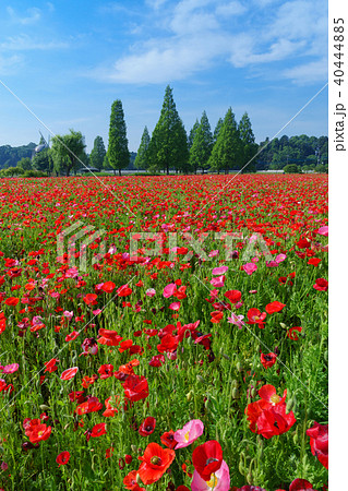 ポピーの花畑 40444885