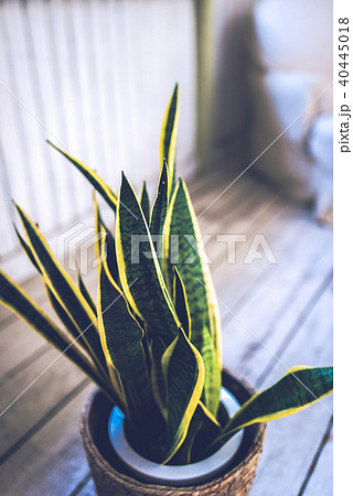 ライフスタイル 40445018