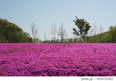 満開 芝さくら2 満開 芝さくら2 40445062