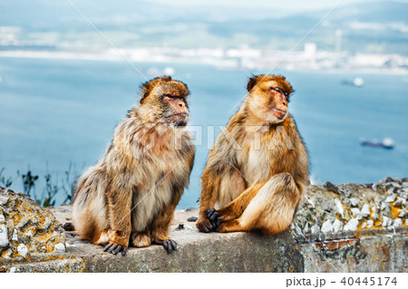 closeup of a pair of macaques, male and female closeup of a pair of macaques, male and female 40445174