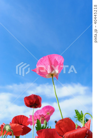 ポピーの花と青空 40445218