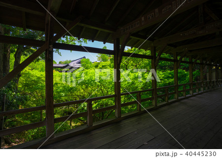 京都 東福寺 通天橋 臥雲橋 新緑の写真素材