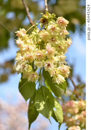 ウコンザクラ ウコンザクラ 40445424