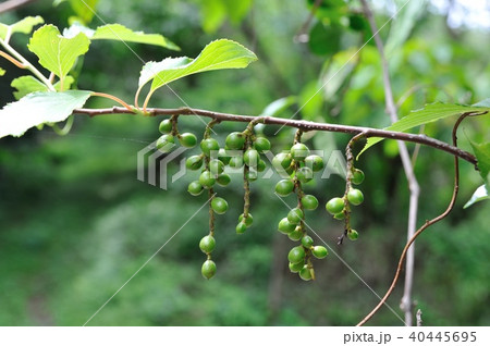 キブシの実 40445695