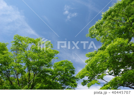 緑と空 40445707