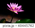 Lotus flower. 40445762