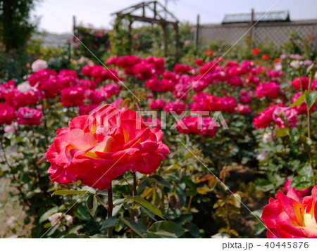花の文化園　　バラ 40445876