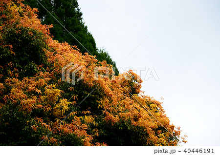 七色樫（五月） 40446191