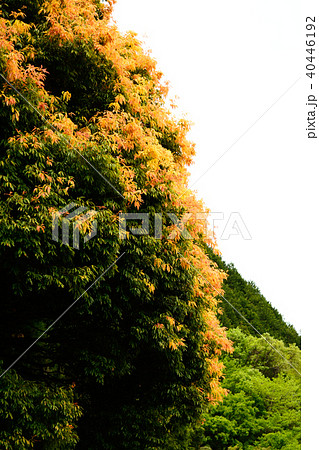 七色樫(五月) 七色樫(五月) 40446192