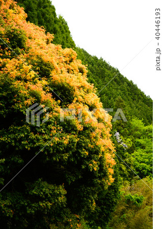 七色樫（五月） 40446193