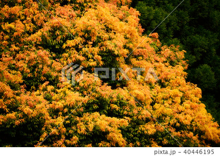 七色樫（五月） 40446195