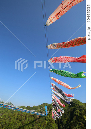 龍神峡　鯉のぼり　茨城県常陸太田市 40446236