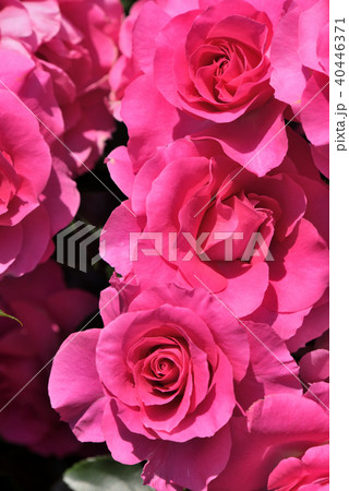 バラ（うらら） 40446371