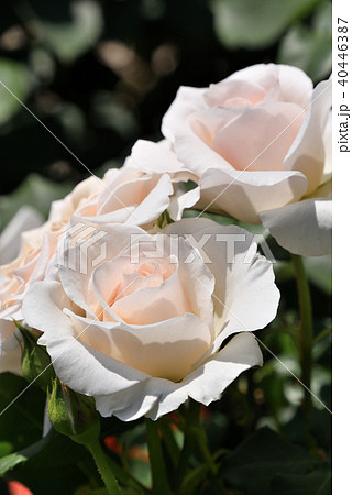 バラ（つるフレンチレース） 40446387