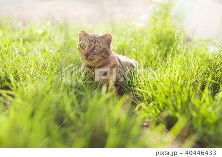 Cute cat sitting in a green grass. Best friend Cute cat sitting in a green grass. Best friend 40446433