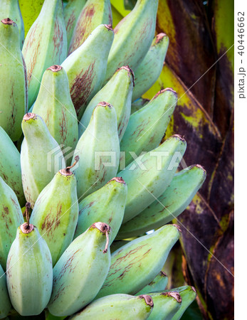 Bunch of Silver Bluggoe on a banana tree Bunch of Silver Bluggoe on a banana tree 40446662