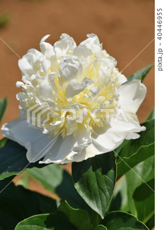 シャクヤク（ブライダル・アイシング） 40446955