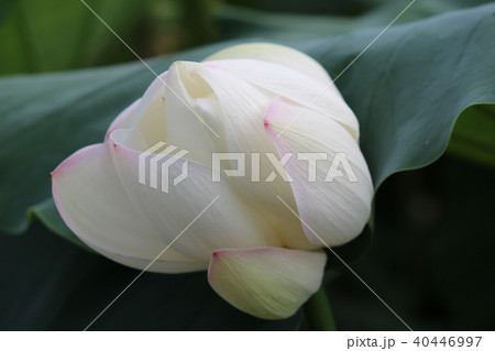 蓮の花 40446997