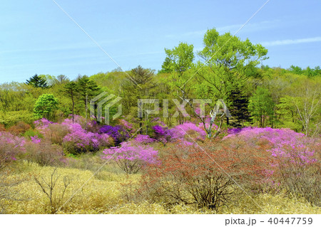 新緑の森とミツバツツジ 40447759