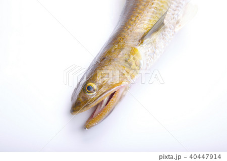 トカゲエソ　食材　 40447914