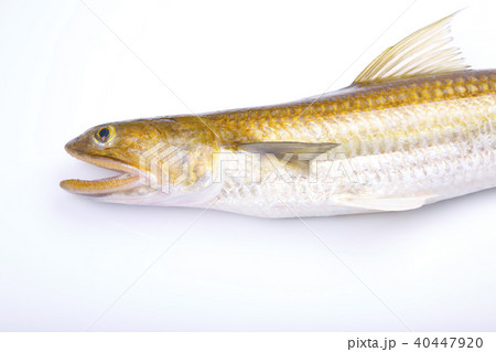 トカゲエソ　食材　 40447920