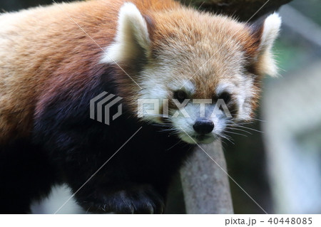 レッサーパンダ１ 40448085