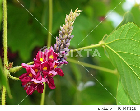 葛の花 40448119