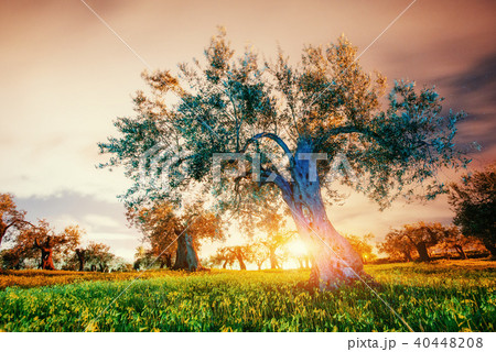 Fantastic views of the garden and the starry sky 40448208