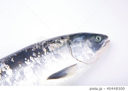 サケ 時不知 食材 サケ 時不知 食材 40448300