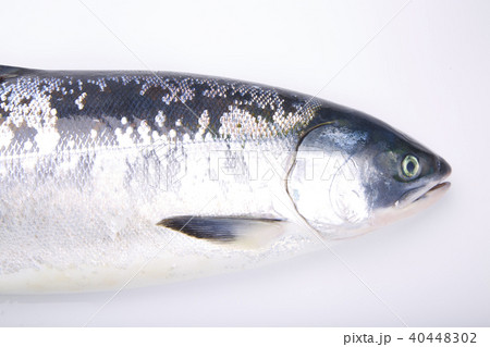 サケ　時不知　食材 40448302