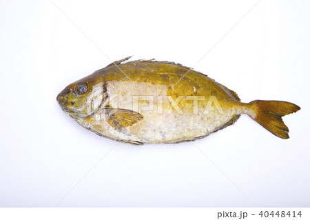 アイゴ 食材 アイゴ 食材 40448414