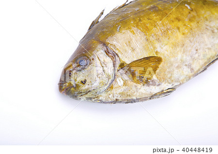 アイゴ　食材 40448419