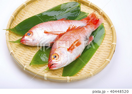 のどぐろ　食材 40448520