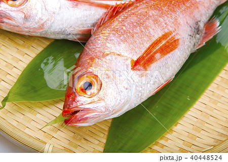 のどぐろ　食材 40448524