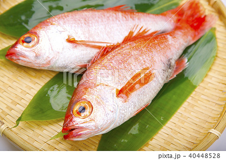 のどぐろ 食材 のどぐろ 食材 40448528