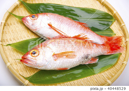 のどぐろ　食材 40448529