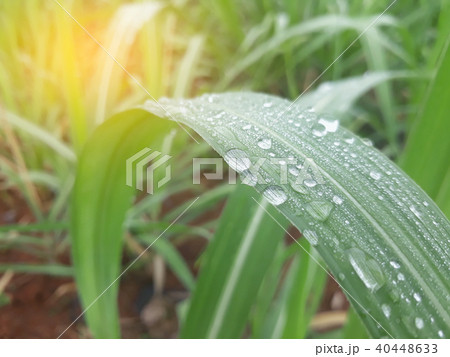 Water drop on sugar cane field with soft light. 40448633