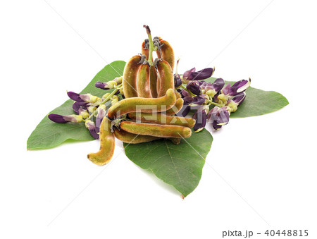 Mucuna pruriens isolated on white background Mucuna pruriens isolated on white background 40448815