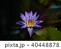 紫の睡蓮 40448878
