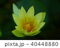 黄色の睡蓮 40448880