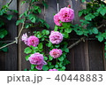 ピンクのバラ 40448883