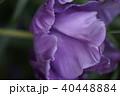 紫のバラ 40448884