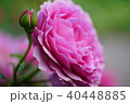ピンクのバラ 40448885