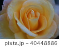 黄色のバラ 40448886
