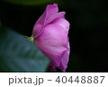 ピンクのバラ 40448887
