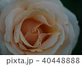 クリーム色のバラ 40448888