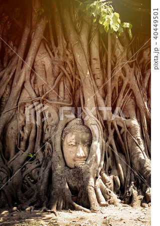 Head of sandstone Buddha statue. Head of sandstone Buddha statue. 40449501