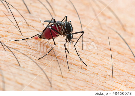Aedes aegypti Mosquito. Close up a Mosquito Aedes aegypti Mosquito. Close up a Mosquito 40450078